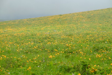 霧ヶ峰　車山高原にニッコウキスゲが咲くころの風景