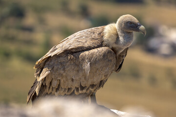 Portrait of a griffon vulture on the edge of a cliff