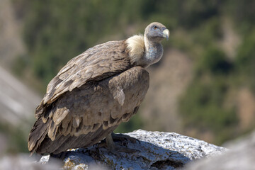 Portrait of a griffon vulture on the edge of a cliff