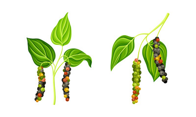 Black pepper plant with leaves and peppercorns set. Natural organic herb spice vector illustration