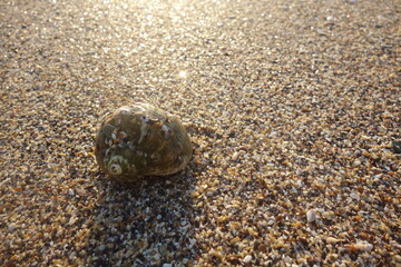 Closeup of snail textured brown shell on beach in the sunlight at sunrise