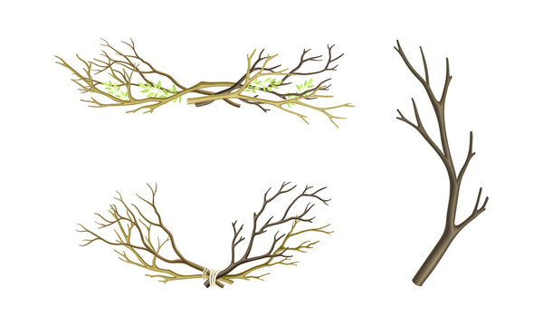 Set of dry tree branches. Bare twigs tied with rope vector illustration
