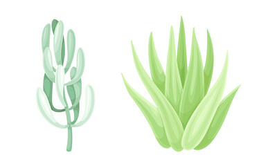Evergreen succulent plants for garden or home interior design vector illustration