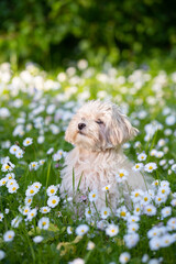 A portrait of a sweet white Maltese Lapdog puppy sitting on a lawn in the grass. French Lapdog on a walk in the park with a warm sunny day.