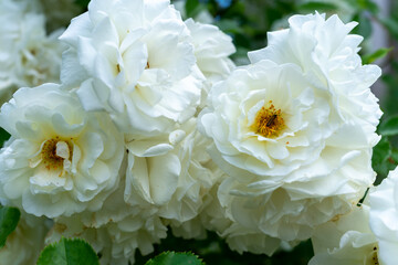 Several large white roses. An insect eats pollen