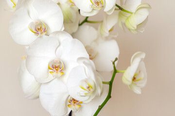 Fototapeta na wymiar Blossoming white phalaenopsis orchid on pastel neutral colored background, macro closeup