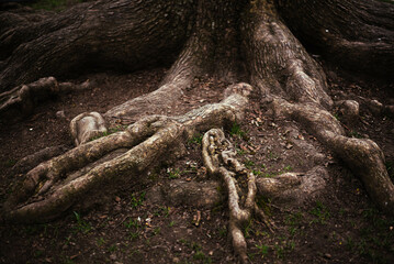 the roots of an old tree