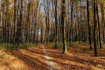 Fototapeta premium Beautiful autumn park. Forest in Autumn.