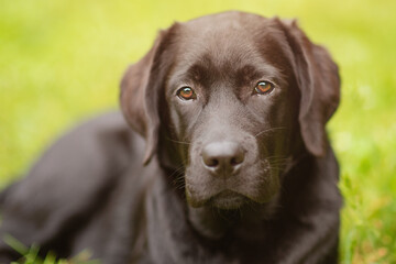 Labrador retriever dog lies on green grass on a sunny day. Puppy, pet. A dog on a green background.