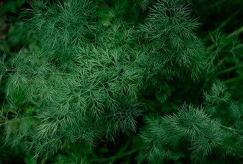Fresh green dill