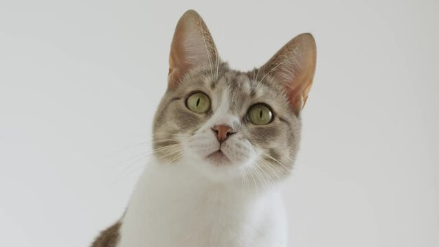 Curious domestic cat portrait on white background