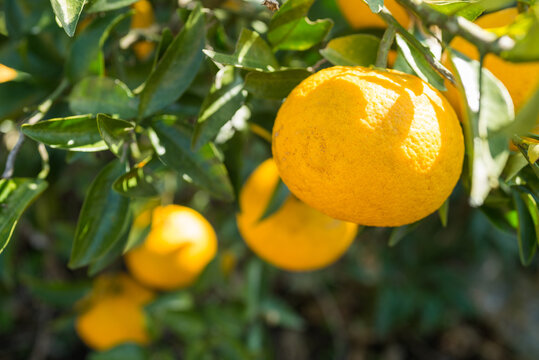 なつみかん main01-2024-10-04T133925.939.