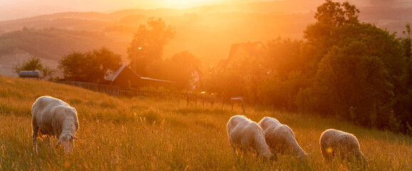 A flock of sheep grazing in a mountain meadow at sunset