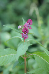 Himalayan balsam (Impatiens glandulifera). Variety with dark red/pink blossom.