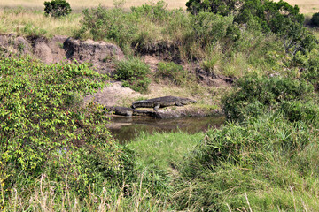 Cocodrilos en Masai Mara
