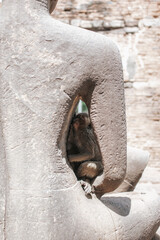 Little monkey sleeping on ancient Buddha hand statue at Monkey Temple (Phra Prang Sam Yot) in Lopburi, Thailand. Candid animal. Group of mammal on historical travel destination in Asia.
