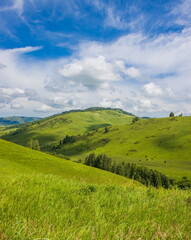 Fototapeta na wymiar Summer foothill landscape. Green meadow and blue sky with clouds. Altai.