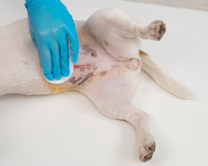 The veterinarian treats the dog's suture after a surgical operation. 