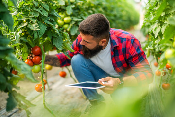 Organic greenhouse business. Farmer is examining fresh and ripe tomatoes in his greenhouse.