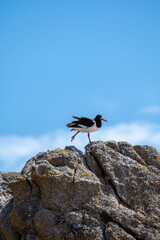 Eurasian Oystercather, Haematopus ostralegus standing on rocks at the seaside.