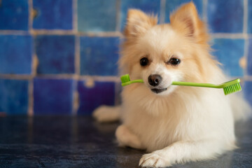White German spitz with a toothbrush