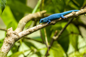 Naklejka na ściany i meble A turquoise dwarf gecko, Lygodactylus williamsi at Jersey zoo.