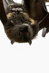 A Livingstone's fruit bat, Pteropus livingstonii, also called a Comoro flying fox at Jersey zoo. Native to the Anjouan and Moheli islands in the Indian Ocean.