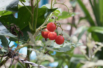 Portrait Ripe tomatoes small growing on a fence in a vegetable garden.