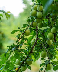 A plum branch with young green berries on a blurry green background in summer.