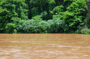 flash flood stream due to rainstorm with green forest trees.