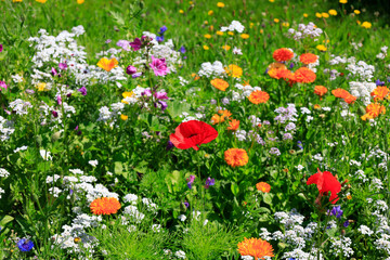 Colorful wildflowers blooming in summer meadow