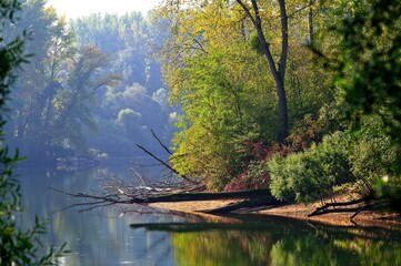 Swamps and Trees in the Rhine Valley V