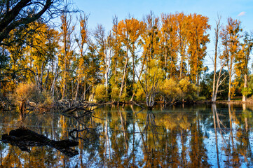 Swamps and Trees in the Rhine Valley