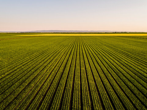 Drone view of vast onion field at dusk