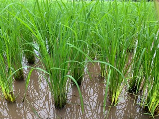 Obraz premium rice field in background