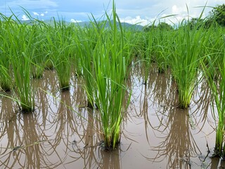 Obraz premium collection of organic rice field plant in farm background