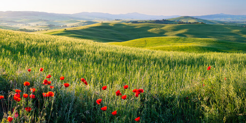 Italy, Tuscany, Pienza, Panoramic view of green hills of Val DOrcia in spring with poppies blooming in foreground