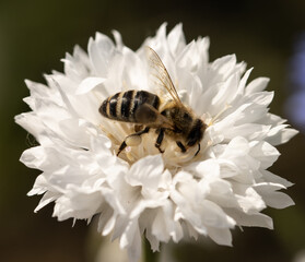 bee on cornflower flower as background