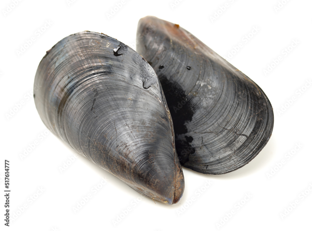 Wall mural fresh mussel on white background