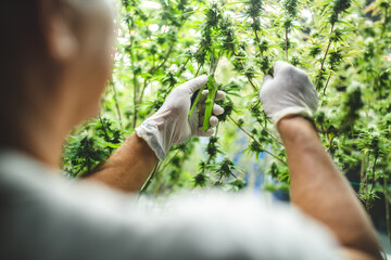 Fototapeta na wymiar scientist checking on organic cannabis hemp plants in a weed greenhouse. Concept of legalization herbal for alternative medicine with CBD oil, commercial Pharmaceptical medicine business industry