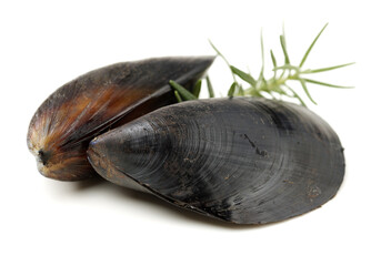 Fresh mussel on white background