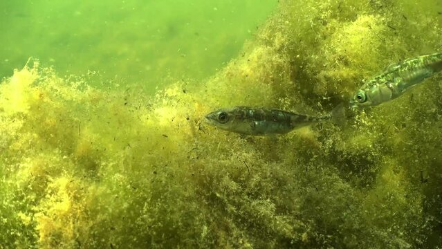 Close up shot of female three-spined stickleback (Gasterosteus aculeatus) in the Baltic Sea.