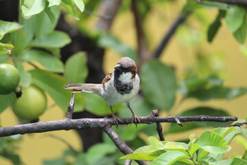 little cute male house sparrow  on green guava tree