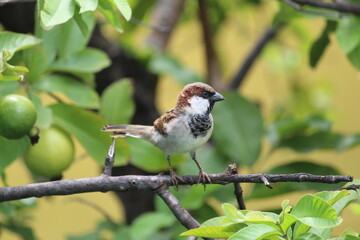 little cute male house sparrow  on green guava tree