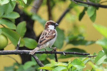 little cute male house sparrow  on green guava tree