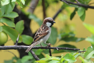 little cute male house sparrow  on green guava tree