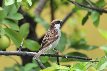 little cute male house sparrow  on green guava tree