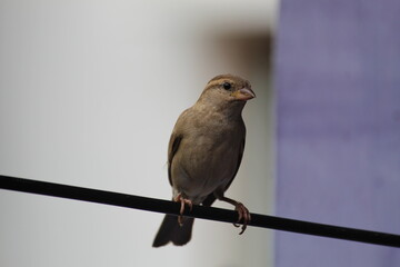 little cute female house sparrow  on cable