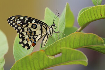 butterfly on green guava leaf close up