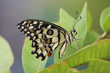 Fototapeta na wymiar butterfly on green guava leaf close up